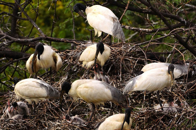 àn cò quăm trắng châu Phi cùng nhau chăm con non ở ngoại ô Ajmer, Rajasthan, Ấn Độ. Ảnh: Himanshu Sharma.
