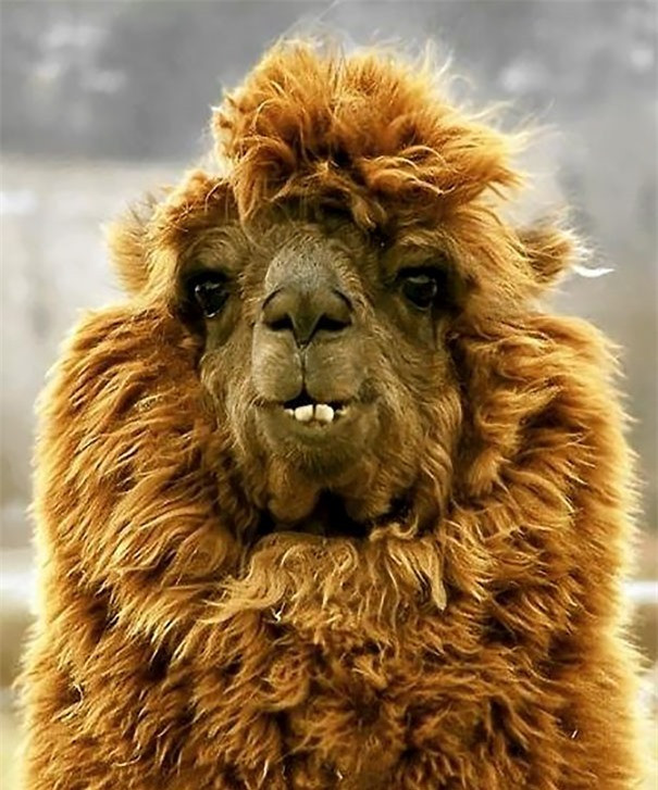 Ảnh chứng minh thư