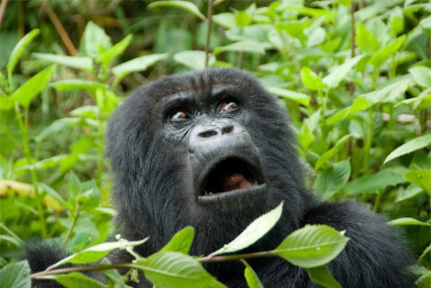 Sao cơ? Nhà vệ sinh hết giấy rồi á?