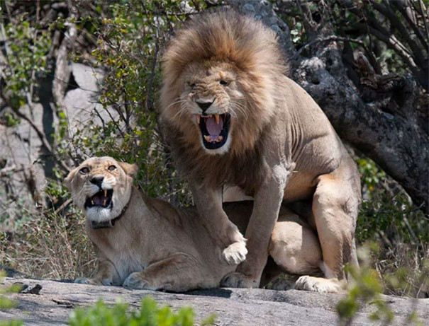 Nhìn cái gì mà nhìn, không thấy người ta đang bận à