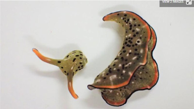 Sửng sốt loài vật tự "chặt đầu", tái sinh cơ thể mới Sung sot loai vat tu