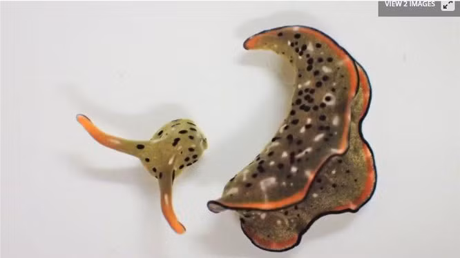 Sung sot loai vat tu 