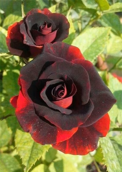 Tham khảo thêm một vài hình ảnh hoa hồng đẹp quyến rũ nhất.