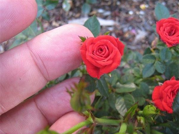  Hoa hồng trà lai mini - Mini roses: Trà lai mini là phiên bản thu nhỏ của hồng trà lai. Các kiểu màu sắc tương tự nhưng nhỏ hơn. Bông nhỏ chỉ bằng đầu ngón tay, nhưng độ thắm vẫn sắc nét.