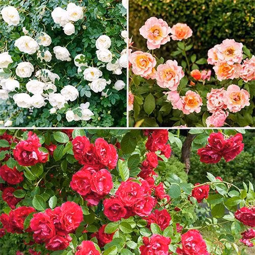 Hoa hồng Groundcover đẹp nhiều màu sắc lựa chọn trang trí sân vườn, bồn hoa hồng lung linh sắc màu.