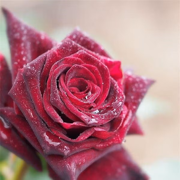 Ảnh hoa hồng đẹp chụp lúc sương sớm.