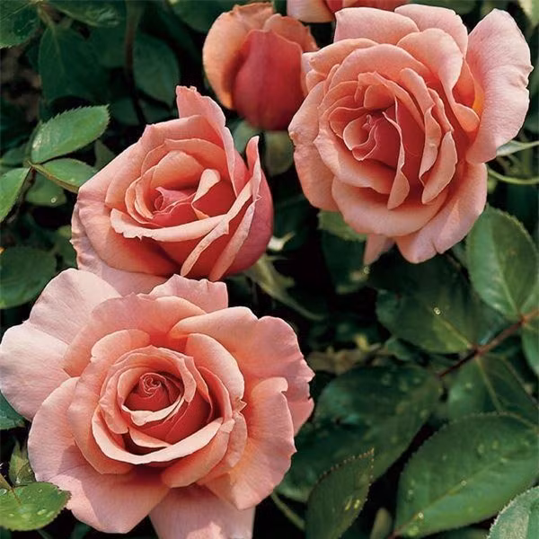  Hoa hồng Grandiflora: Hoa hồng Grandiflora có hoa lớn, phổ biến và màu sắc sặc sỡ, có thân dài rất cuốn hút. Thường làm hoa cưới, lẵng hoa tiệc, hoa để bàn,... rất thích hợp. Hoa mọc đơn lẻ hoặc theo cụm từ ba đến năm hoa.