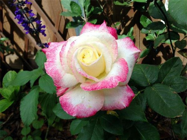 Kiểu hoa hồng đẹp lai màu tự nhiên. 