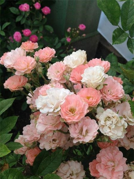  Hoa hồng Polyantha: Hoa hồng Polyantha được biết đến với sự nở rộ từ mùa xuân đến mùa thu, hoa lâu tàn, nở thành các cụm hoa lớn màu trắng, hồng, đỏ. Hoa hồng đẹp Polyantha khi nở rộ bung hết cánh. Trang trí hoa cưới, hoa tiệc rất thích hợp.