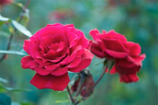  Hoa hồng Floribunda: Hoa hồng Floribunda là sự giao thoa giữa hồng trà lai và hoa hồng Polyantha. Hồng Floribundas có nhiều màu sắc khác nhau bao gồm cam, vàng, hồng, tím và trắng. Thân giống với các loài cây bụi, trang trí sân vườn hay công viên rất bắt mắt.