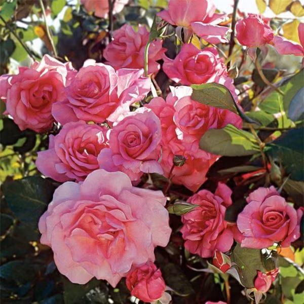 br/> Hoa hồng leo - Climbing Roses: Hoa hồng leo có nguồn gốc từ châu Âu, tên là hoa hồng leo nhưng thực sự thì không phải như dây leo, thân mềm và thường được gắn vào tường, hàng rào trang trí. Hoa hồng leo có nhiều màu sắc khác nhau như: Đỏ, trắng, hồng, tím và nở hoa vào tháng 4 và tháng 5. 