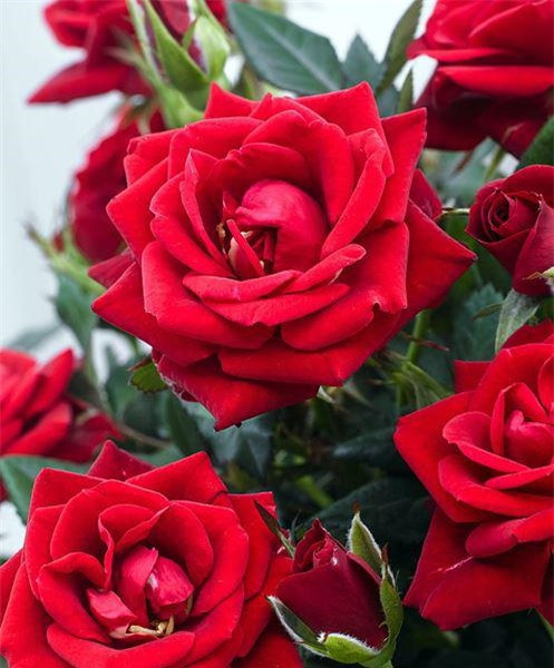 Chụp cận hồng trà lai mini cực đẹp.