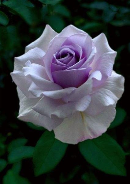 Hồng trắng tím đẹp tượng trưng tình yêu thủy chung tinh khiết.