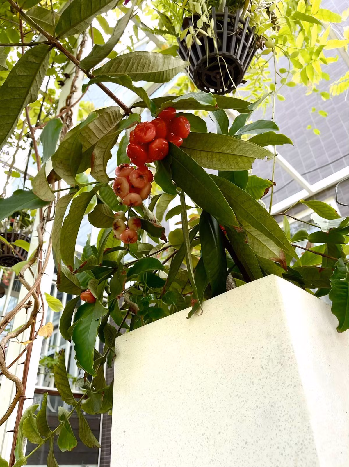 Vợ chồng Trịnh Kim Chi và các con thu hoạch trái cây vườn nhà rồi thưởng thức thành quả tại chỗ.