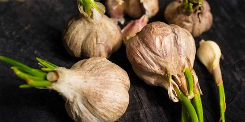 Thường xuyên ăn tỏi mọc mầm tốt cho sức khỏe, ngăn ngừa đột quỵ Thuong xuyen an toi moc mam tot cho suc khoe, ngan ngua dot quy