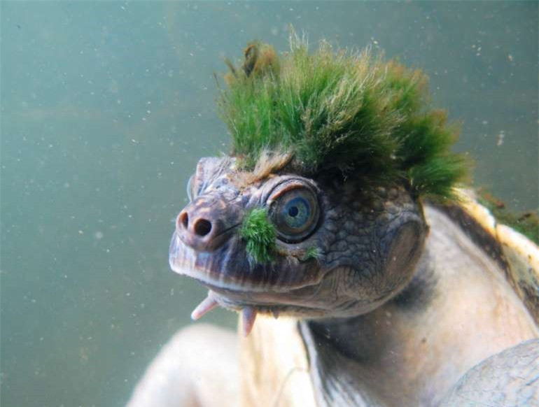 Rùa sông Mary: Loài rùa nước ngọt này có nguồn gốc từ khu vực sông Mary ở Queensland, Australia và có thể thở qua bộ phận sinh dục. Rùa sông Mary được liệt vào danh sách các loài động vật cần bảo tồn do chúng thường bị săn bắt làm thú cảnh.