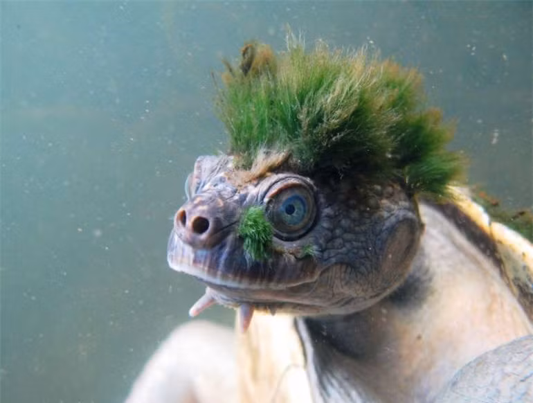 Rùa sông Mary: Loài rùa nước ngọt này có nguồn gốc từ khu vực sông Mary ở Queensland, Australia và có thể thở qua bộ phận sinh dục. Rùa sông Mary được liệt vào danh sách các loài động vật cần bảo tồn do chúng thường bị săn bắt làm thú cảnh.