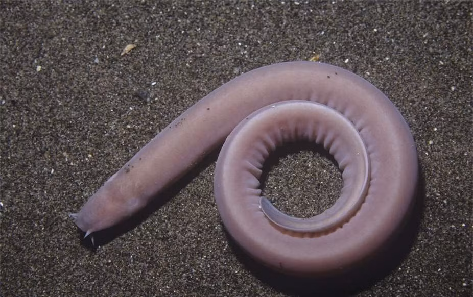 Cá mút đá: Họ nhà cá mút đá có khoảng 80 loài với một số loài cá mút đá có hình dạng giống con lươn. Loài động vật này đã xuất hiện trên Trái Đất khoảng 500 triệu năm và có khả năng tiết ra một lượng lớn chất nhờn giúp chúng tránh khỏi kẻ thù xung quanh.