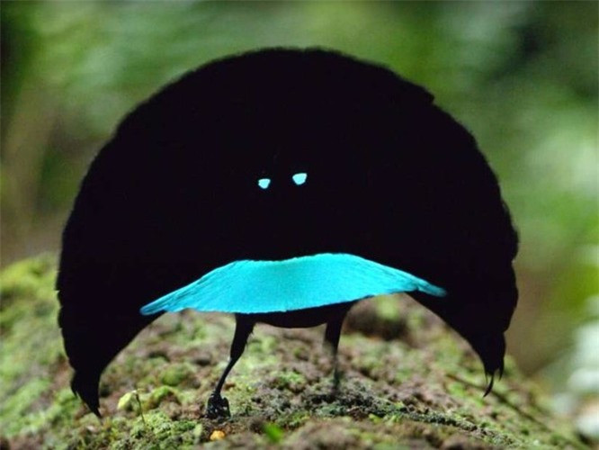 3.Chim thiên đường: Đây là một loài chim rất nhỏ dài khoảng găng tay. Chúng hấp thụ 99,95% ánh sáng mặt trời . Chúng được đặt tên là loài “mới” vì có cách cư xử rất khác với các loài chim khác với các điệu nhảy tán tỉnh và tiếng hót đặc biệt có thể thôi miên bất kỳ giống cái nào.