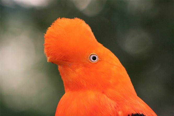 2.Rupicola: Rupicola có nguồn gốc ở Nam Mỹ. Bạn có thể tìm thấy chúng trong các khu vực rừng nhiệt đới và cận nhiệt đới. Loài chim đực nổi bật nhất rừng xanh nhờ bộ mào đẹp và bộ mào độc đáo.