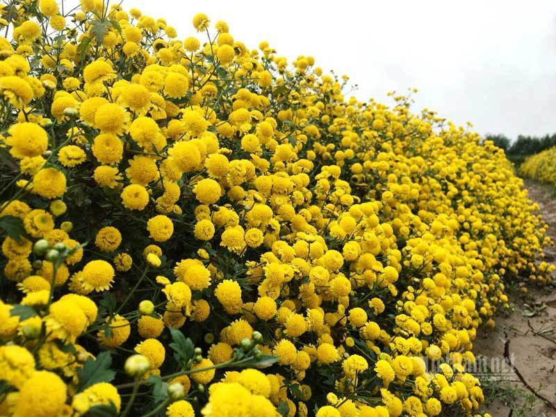 Suot the ky trong hoa cuc chi, ca lang deu dan thu tien ty-Hinh-2