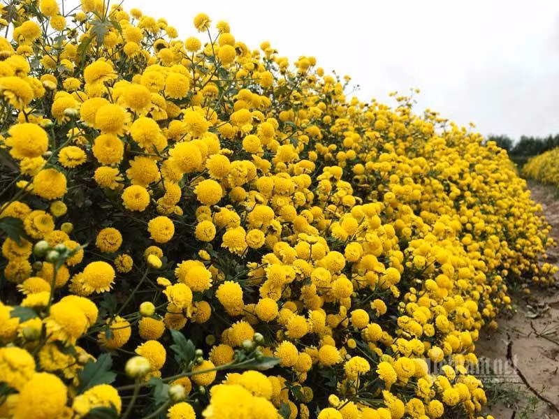 Suot the ky trong hoa cuc chi, ca lang deu dan thu tien ty-Hinh-2