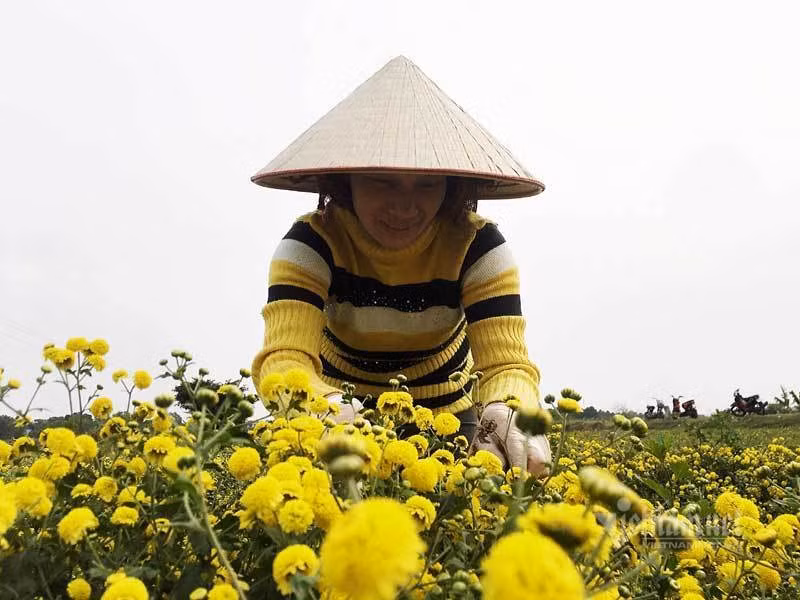 Suot the ky trong hoa cuc chi, ca lang deu dan thu tien ty-Hinh-4