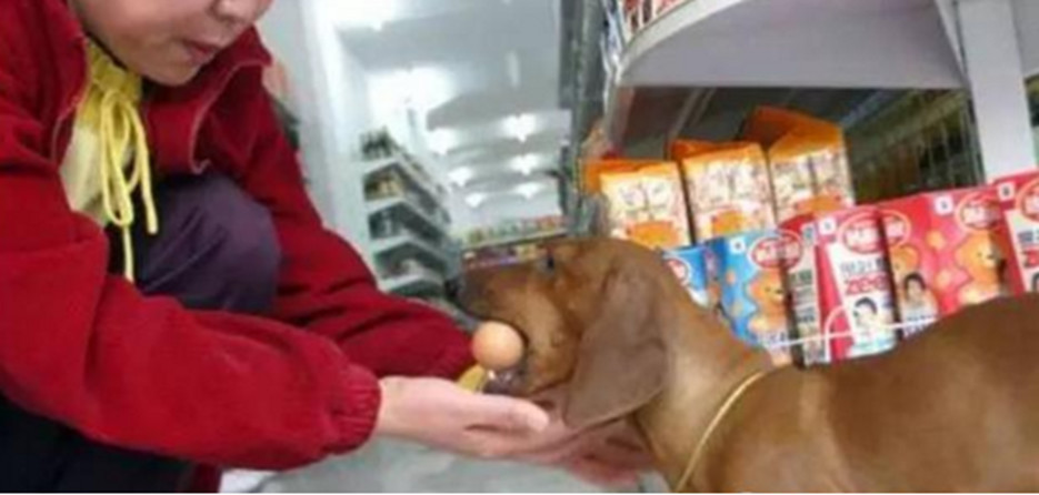 Muốn chủ nhân mua trứng gà, cún cưng làm điều bất ngờ - Hình 2 Muon chu nhan mua trung ga, cun cung lam dieu bat ngo-Hinh-2