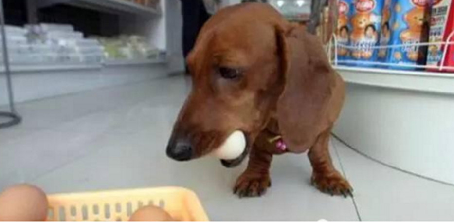 Muốn chủ nhân mua trứng gà, cún cưng làm điều bất ngờ Muon chu nhan mua trung ga, cun cung lam dieu bat ngo