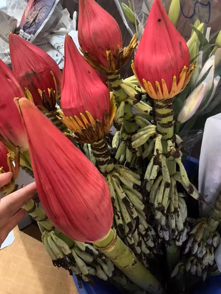 Dan Ha thanh chuong mua hoa chuoi rung ve cam choi Tet