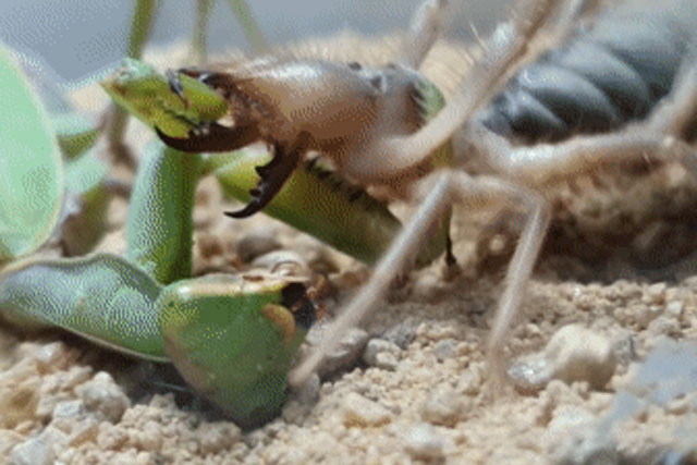 Bo ngua tung chieu lam mu doi mat nhen lac da va ket dang