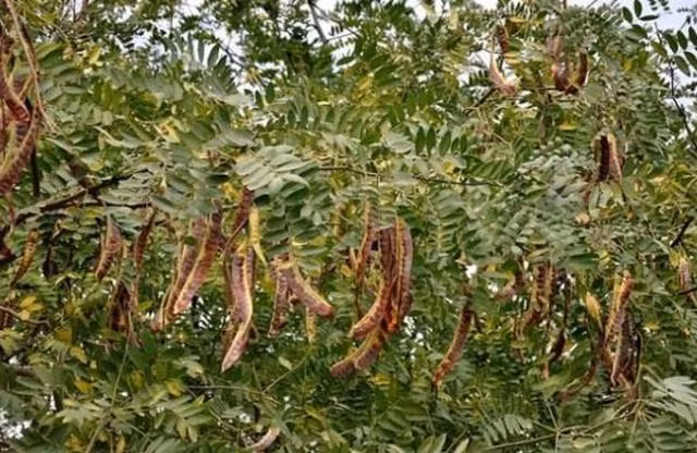 Loai qua o Viet Nam chi 200.000 dong/kg, nuoc ngoai ban 2 trieu dong-Hinh-3