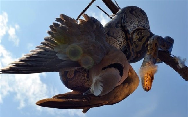 Rợn người trăn khủng tóm gọn, nuốt chửng chim trong “nháy mắt” ảnh 1
