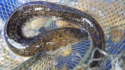 Loài cá đặc sản "linh dược" của đàn ông, người nước ngoài săn lùng Loai ca dac san