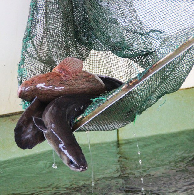 Loài cá đặc sản "linh dược" của đàn ông, người nước ngoài săn lùng - Hình 4 Loai ca dac san