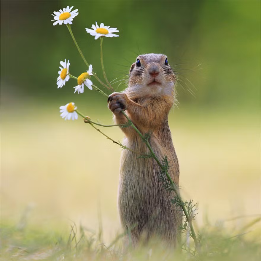 Anh chàng này có lẽ đang hái hoa mang tặng bạn gái chăng?