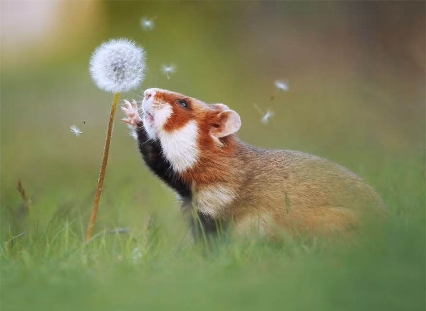 Chú hamster này đang ước điều gì bên nhánh bồ công anh nhỉ? Liệu điều ước của chú có thành hiện thực không?