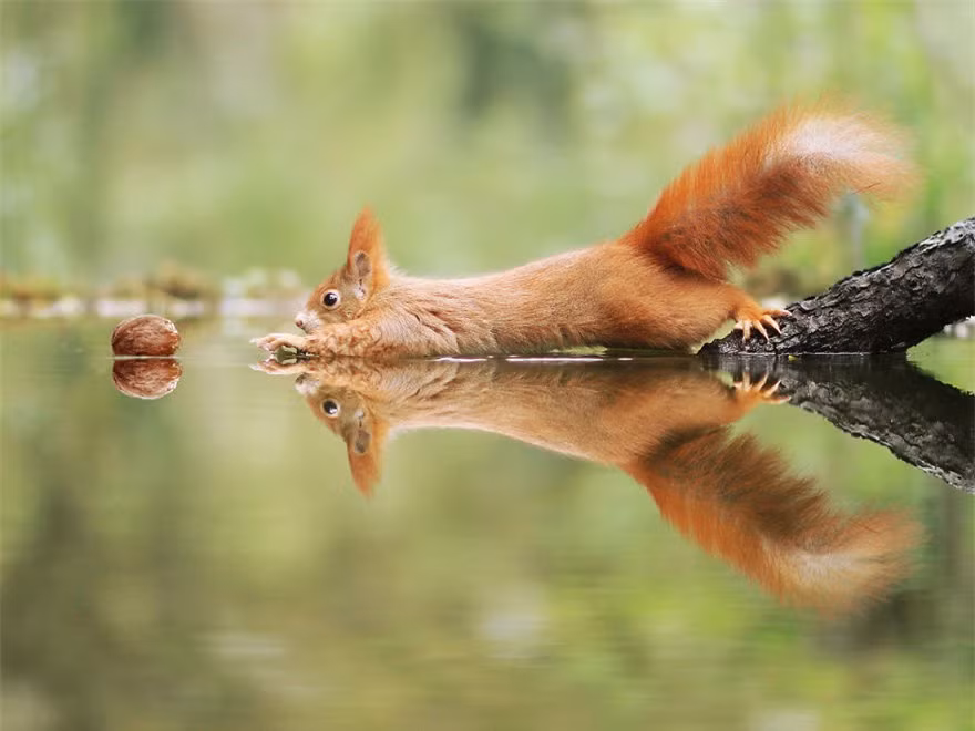 "Thêm chút nữa thôi..." Một chú sóc đang cố với hạt óc chó nổi trên mặt nước.