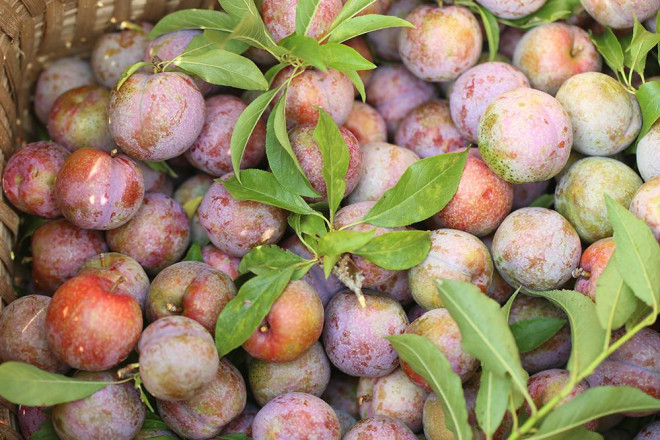 Man tam hoa dac san re nhu cho nhung chang may nguoi mua-Hinh-2