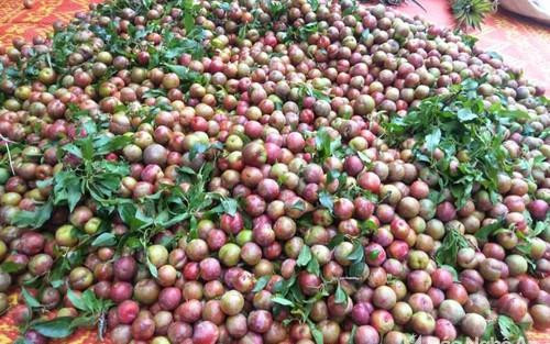 Man tam hoa dac san re nhu cho nhung chang may nguoi mua-Hinh-4