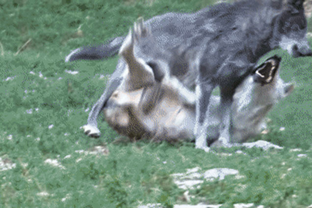 Tim thuc an thua, cho soi Omega bi thanh vien trong dan tan cong