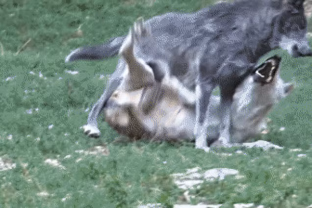 Tim thuc an thua, cho soi Omega bi thanh vien trong dan tan cong