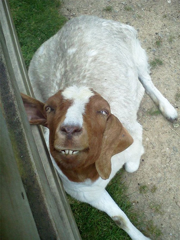 Máy ảnh kìa, cười tươi nào!