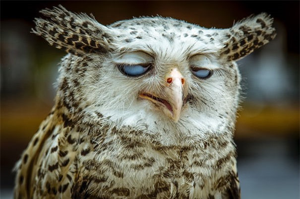 Tại tối qua thức hơi khuya