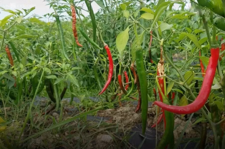 Mua ot cu nhin vao diem nay, khong can thu cung biet do cay