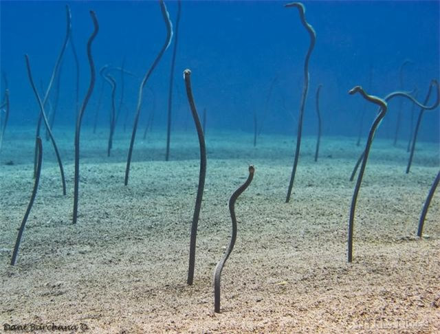 Dang boi bong gap thu quai dan, doan tham hiem that kinh thao chay
