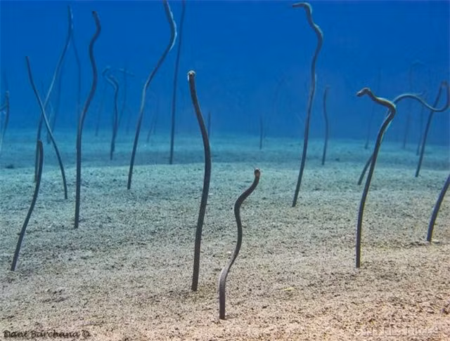 Dang boi bong gap thu quai dan, doan tham hiem that kinh thao chay