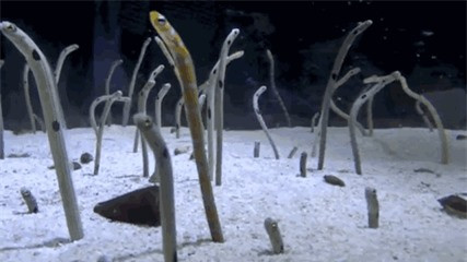 Dang boi bong gap thu quai dan, doan tham hiem that kinh thao chay-Hinh-2