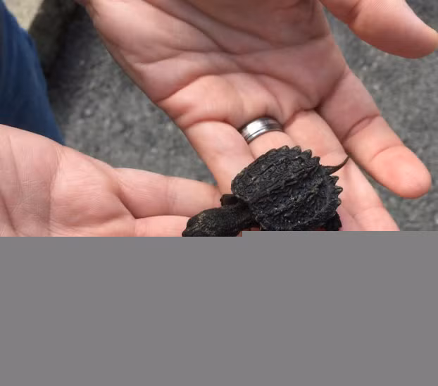 9 9. Một chú rùa cá sấu con có ngoại hình trông như khủng long.