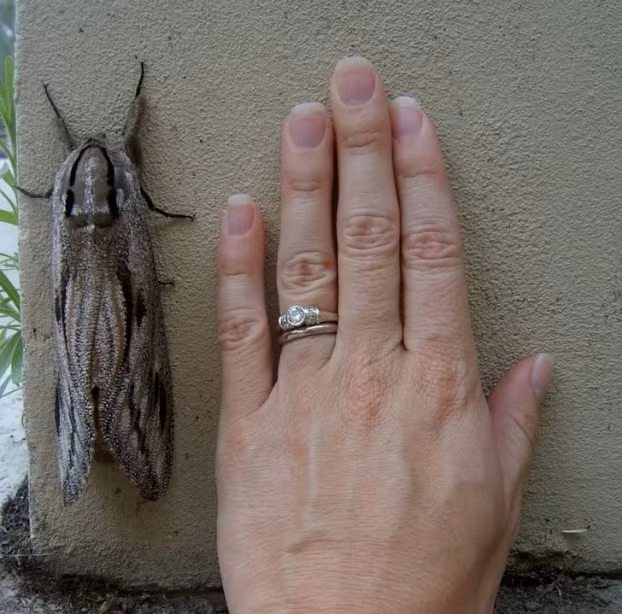 14. Một con bướm đêm to gần bằn bàn tay người.